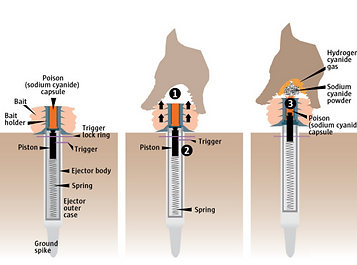 CPE Activation
