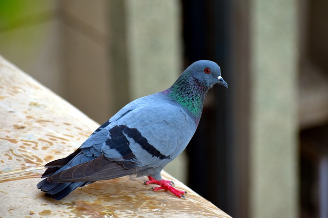 Pigeon Pest