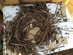 Rodents Nest