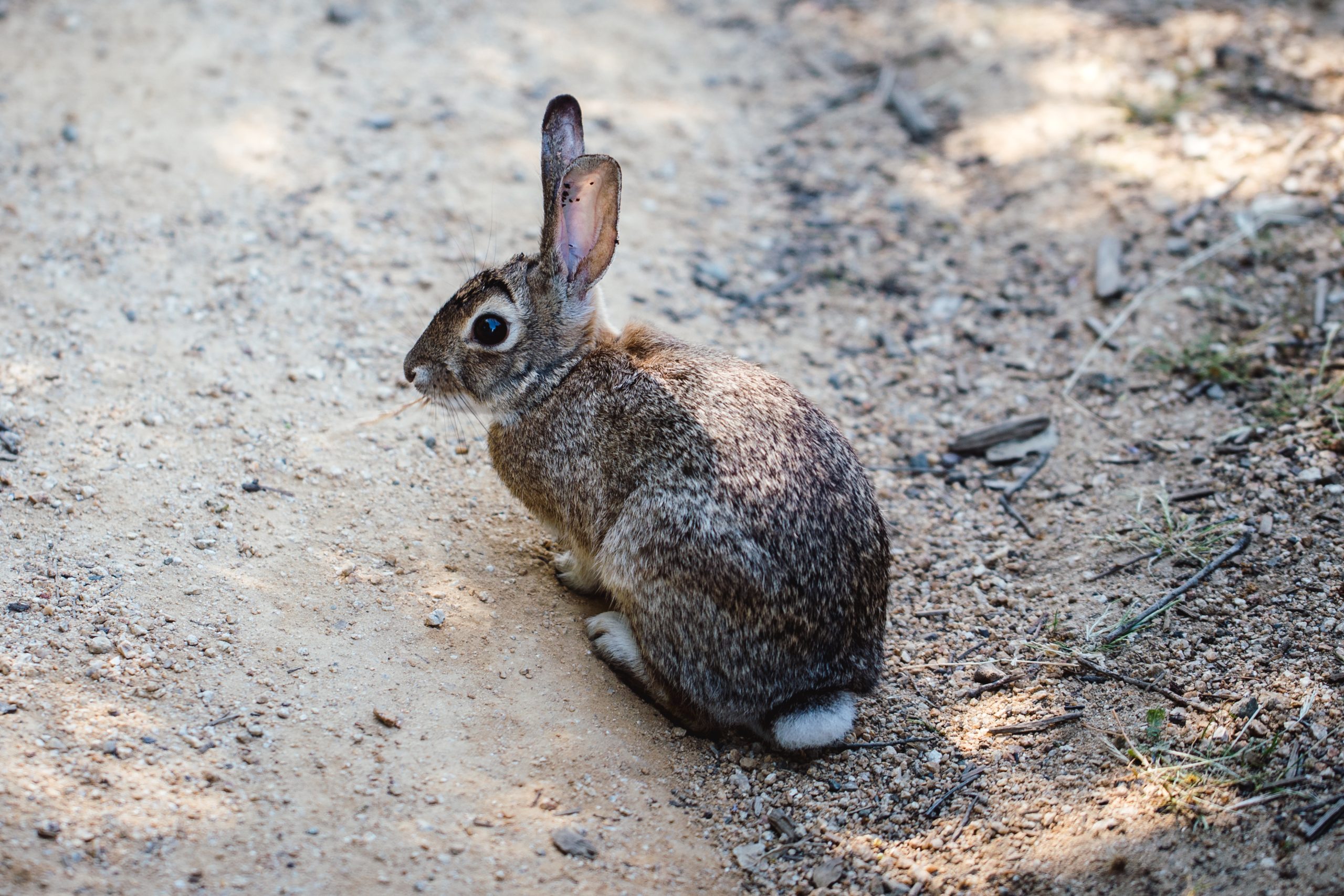 A rabbit pest in a garden, nibbling on plants and causing damage.