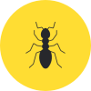 Ant Icon Ant Icon